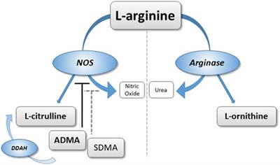 Asymmetric and symmetric dimethylarginine in high altitude pulmonary hypertension (HAPH) and high altitude pulmonary edema (HAPE)